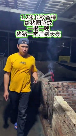 Inside the Life of a Pig Farmer: Challenges and Successes