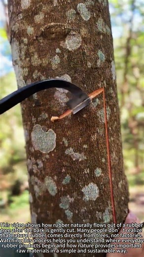 Rubber Trees Bleed 🌳 Liquid Gold