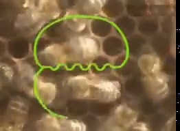 🐝 Bees communicate by dancing... Who knew? 💃🕺 🌼 Upon finding a food source, a bee will perform an intricate jigging routine for its hive-mates to communicate where to find it. 🐝 😅 Even the best project managers rarely go to this much effort with their comms. The bar has been raised, people! 🚀💼 Quiz question: How on earth does the dance communicate info to other bees? A. The rhythm of the jigging. B. Artistic flair. C. The angle of the dance from the sun. D. Pheromones released by the dan