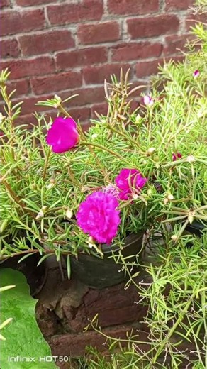 #nicefoulwer#🌄🌼🌼🌺🌺👍 #garden # #gardening ☘️
