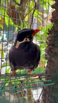 Talking Mynah Bird in Phnom Penh #mynabird #asia #bird #talking #cambodia