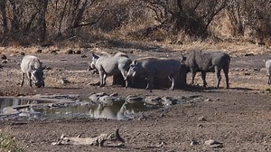 12K views · 591 reactions | Watch as these Warthogs gather around a water hole in Kruger National Park, South Africa. #nature #amazing #wildlife #safari #animals | Wildest Kruger Sightings | Facebook