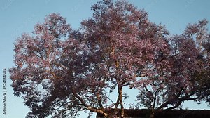 Large Tree with Brilliant Purple Flowers Downtown Santa Barbara Evening