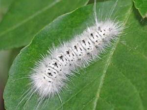 ICYMI: Poisonous Caterpillar Spotted In Pennsylvania
