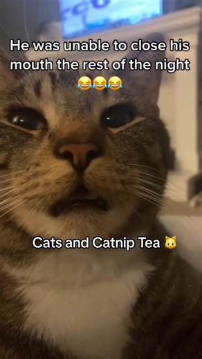 Cats and Catnip Tea 🐱