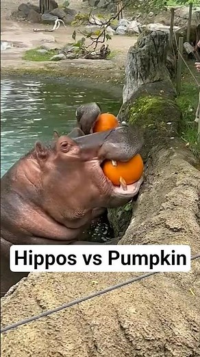 Hippos Devour Pumpkin Like Giants!