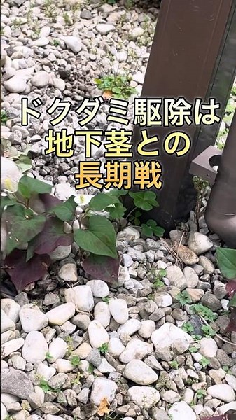 ドクダミ対策は厄介な地下茎との戦い