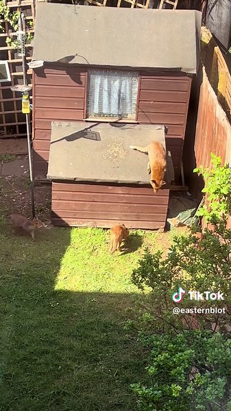 Big Fox Update: Young Foxes Take Their First Jumps