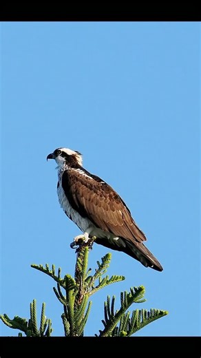 11 comments | An Osprey calls from the top of the 70 foot tall "raptor" tree. Always exciting, and for the meantime taking over the Tiny Kestrels favorite spot. Such high vantage perches are prime real estate. #birds | Backyard Birding | Facebook