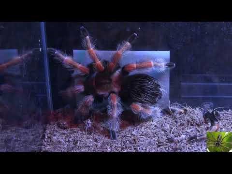 Mexican Fireleg Tarantula After Molting