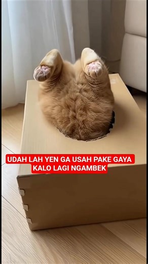 NGAMBEK LAGI PAKE NGUMPET SEGALA || US EONG #kucingpeliharaan #ngambek #kucing