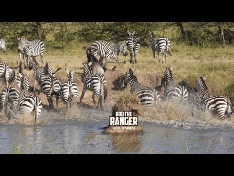 Brave Zebras Get In the Water To Drink!! | Maasai Mara Safari | Zebra Plains