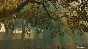 A Magical Winter Morning✨🍂 📍Amin model town, Ashulia #winter #december #DecemberErShohor | Fahim Bin Farid