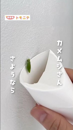 [It's worth knowing] Easy measures to deal with stink bugs. #StinkBugs #InsectControl #EasyMeasur...