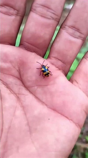 Asian beetles you've never seen#anyuniqueanimals#beetle#insects#beautifulinsects#nature#wildlife