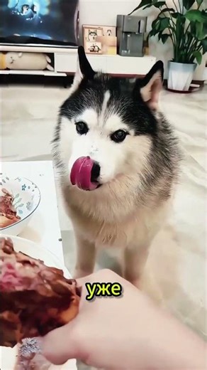 The owner made the dog angry. #funnyshortfilms #pets #love #cute