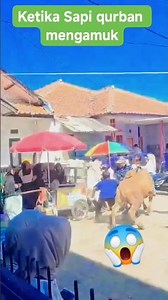 sapi kurban ngamuk hari ini #sapingamuk #sapikurbanterbaik
