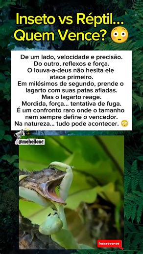 Inseto vs Réptil… Quem Vence? 😳🦗🦎