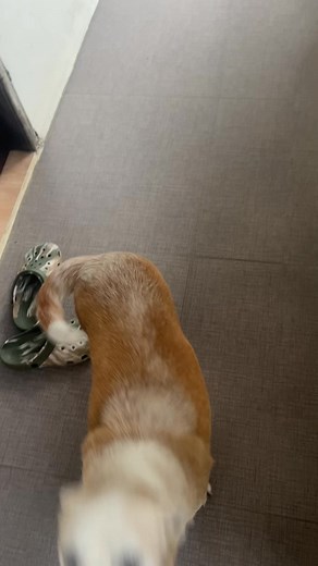 1.9K views · 3.7K reactions | Mga bata na nakulong ng 9hrs pero si Mama dog nasa labas  | Robert Solis | Facebook