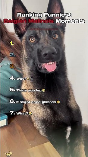 Top 7 Funniest Belgian Malinois Moments!🐶😂
