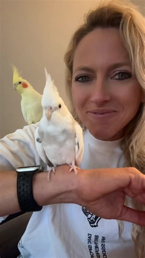 Understanding Cockatiels' Body Language