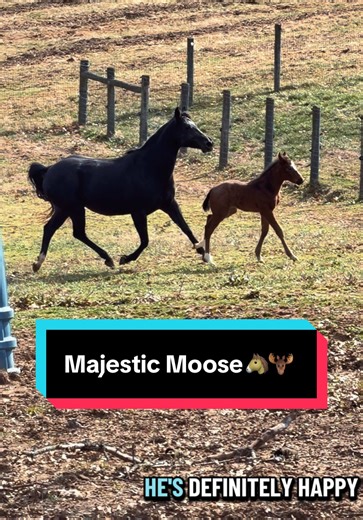 Majestic Moose🐴🫎 | moose