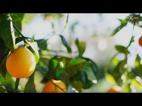 Orange Fiber - Microfiber Innovation Challenge Finalist Solution