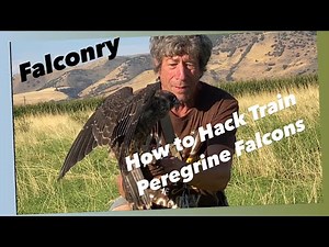 Falconry - Training Hack’d Peregrine Falcons