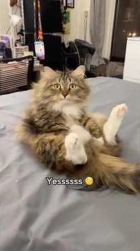 Could Boots pass as a bunny rabbit with those feet? 🐰 #catshorts #funnycats #cutecats