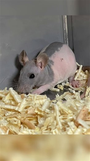 “ใครเคยเห็นหนูแบบนี้บ้าง 👀 ไม่มีขน แต่ขี้อ้อนมาก 🐀💗 #หนูไม่มีขน #DumboRat #สัตว์เลี้ยงแปลก”#HairlessRat #DumboRat