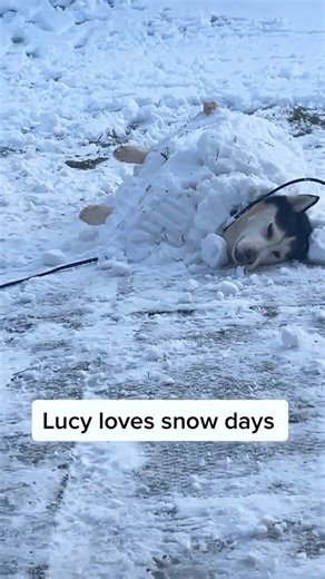When Dog Meets Snow🐶🤣🤣#dog #funny #funnyanimals #funnypets #animals | Funny pets