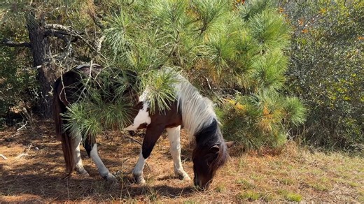 🌊 Exploring Assateague Island National Seashore – Maryland Assateague Island is the perfect mix of wild coastline, sandy beaches, and unforgettable wildlife encounters. From the famous wild horses roaming the dunes to the peaceful bayside trails and crashing Atlantic waves, this barrier island is a must‑visit for nature lovers. Whether you’re hiking, biking, beachcombing, or just soaking in the coastal views, Assateague delivers that quiet, untouched beauty that keeps you coming back. #Assateag