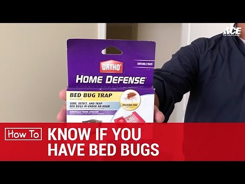 How To Know If You Have Bed Bugs - Ace Hardware