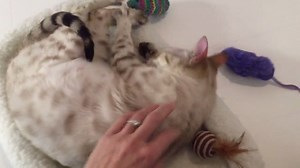 Introducing our newest guest at TK HQ.... Felicity, the Happiest Cat