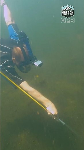 Spearfishing for smallmouth bass in Oregon #OregonFieldGuide