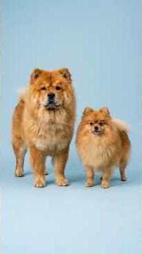 Chow Chow + Other Breeds… What Happens? | Bio Merge