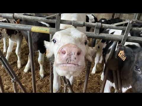 Diffusion en direct de ZFR OFF PRIME