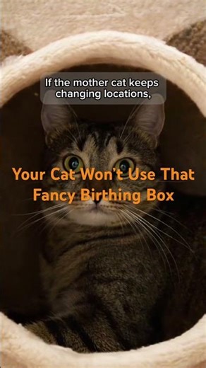 How to Set Up a Safe Birthing Space for a Mother CatSimple Rules Most Owners Get Wrong