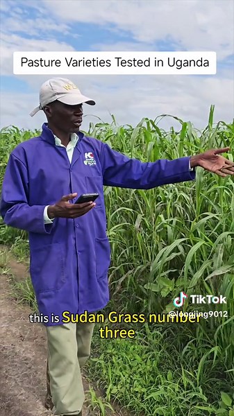 Pasture Varieties Tested in Uganda for Better Farming