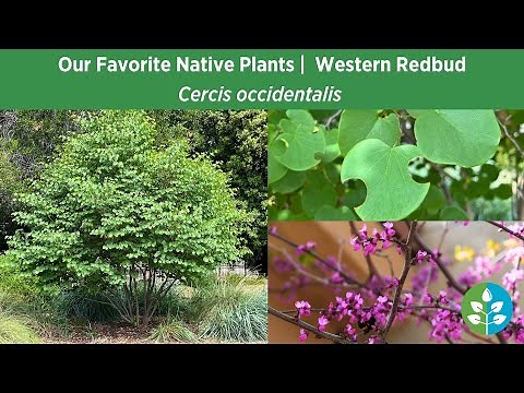 Our Favorite Native Plants for SoCal Gardens | Western Redbud