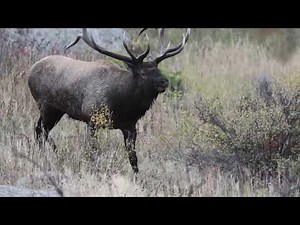 Elk Rut Season in Rocky Mountain National Park