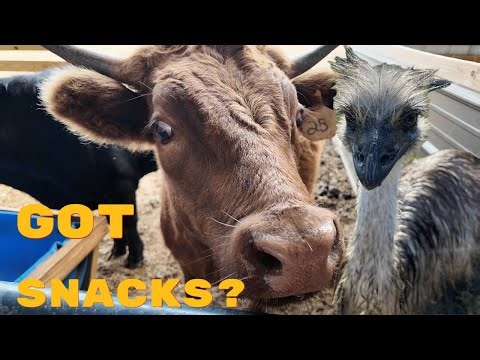 Hay Day at the Farm--Friends Visit and Work To Do!