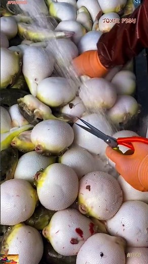 🇯🇵 🐡 Fugu Frenzy: Mastering the Art of Toxic Puffer Fish Cleaning! - Fish Cutting Skills #shorts