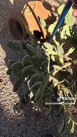 Discovering a Rattlesnake in a Residential Yard