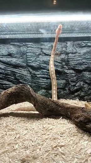 BANANA CINNAMON BALL PYTHON