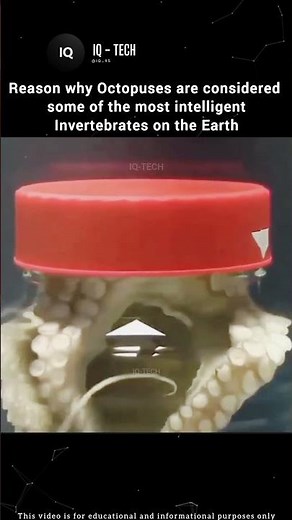 Why Octopuses Are Smartest Invertebrates 🐙🧠