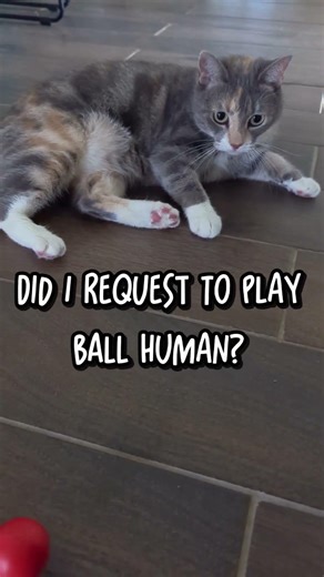 Lolo the Calico Cat Only Plays With Her Ball on Her Own Terms | Two Cats and Us
