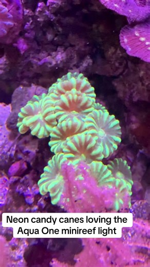 People always ask what’s the light like on the Aqua One mini reef 120? You decide! #fyp #allmymoneygoestocoral #aquariumlighting #christmas2025 #foyourpage
