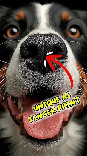 4 Fun Facts About Dogs You Probably Didn’t Know! 🐶🔥