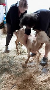94K views · 4.1K reactions | Goat mom fought to live for her kids... Special thanks to B Starbright, Nixie, Cappuccino, Piccolo and Maple Latte: @owlandpuscatfarmsanctuary #rescuegoat #animalrescue #cuddlebuddies | Cuddle Buddies | Facebook